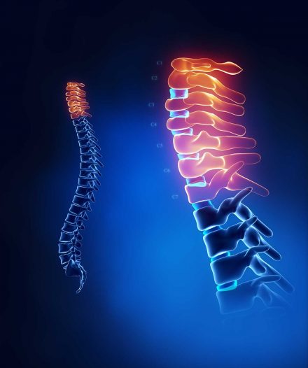 Cervical spine anatomy in detail